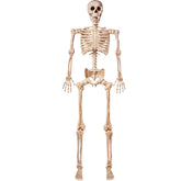 5.6 ft Life-Size Skeleton with Realistic Bones and Posable Joints