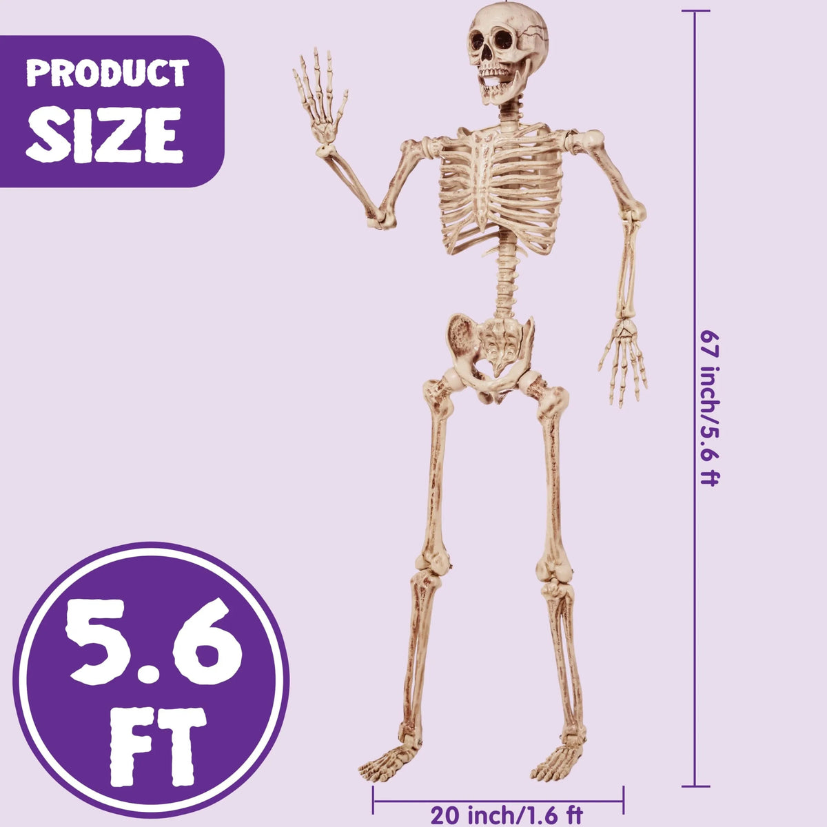 5.6ft Halloween Life Size Skeleton with Movable Joints and Realistic Bones