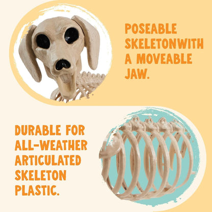 Posable Skeleton Wiener Dog - 24in Halloween Decoration