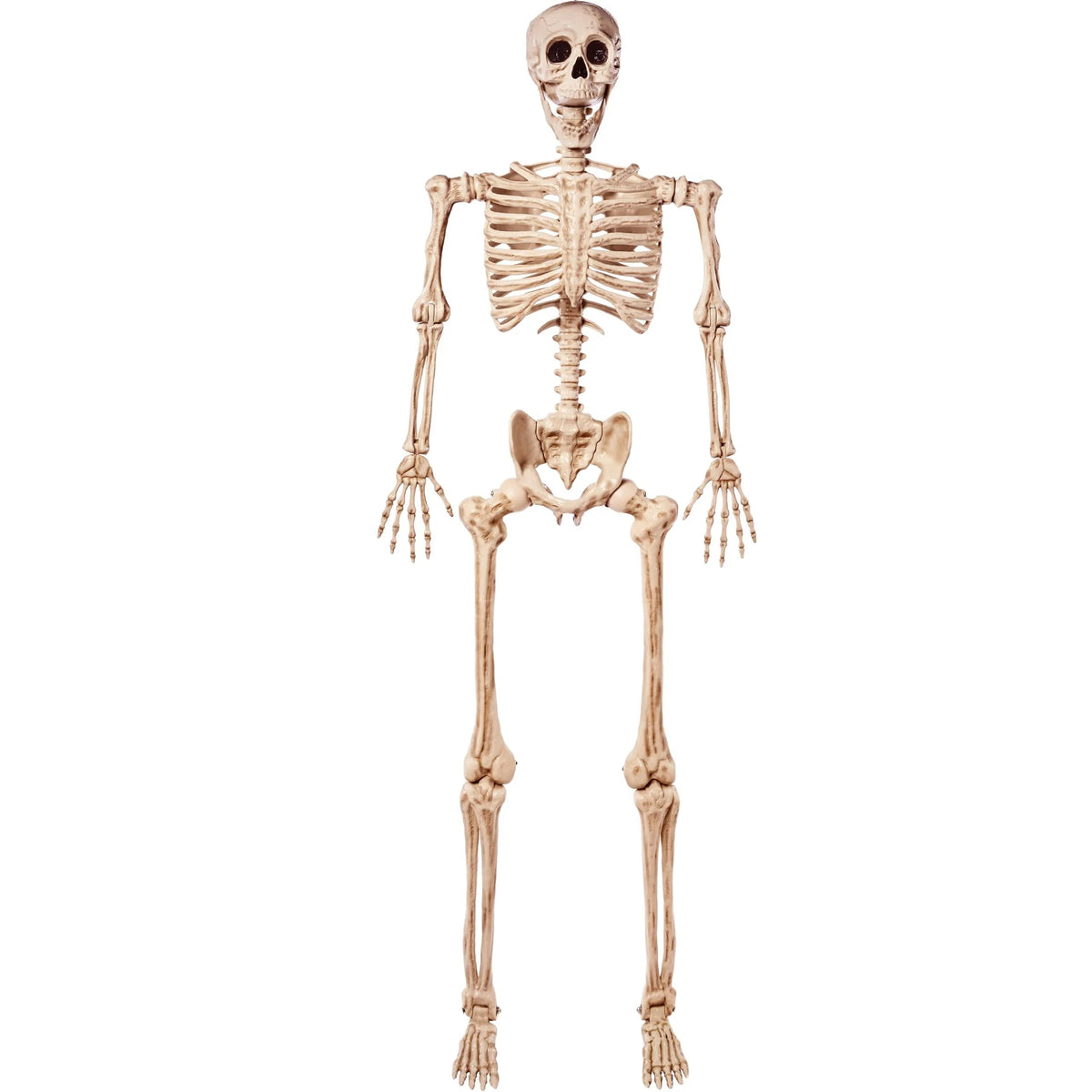 5.6 ft Life-Size Skeleton with Realistic Bones and Posable Joints