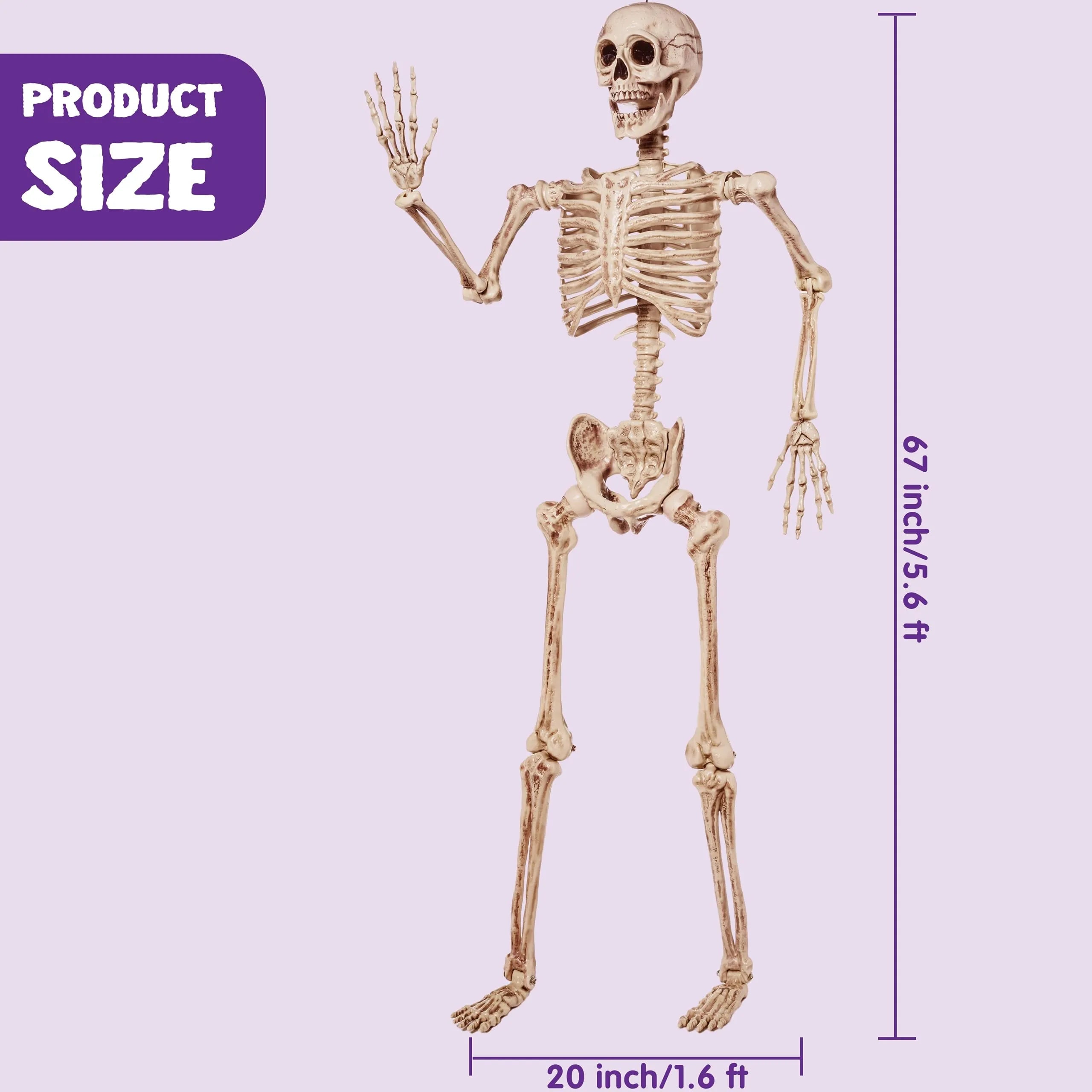 5.6 ft Life-Size Skeleton with Realistic Bones and Posable Joints