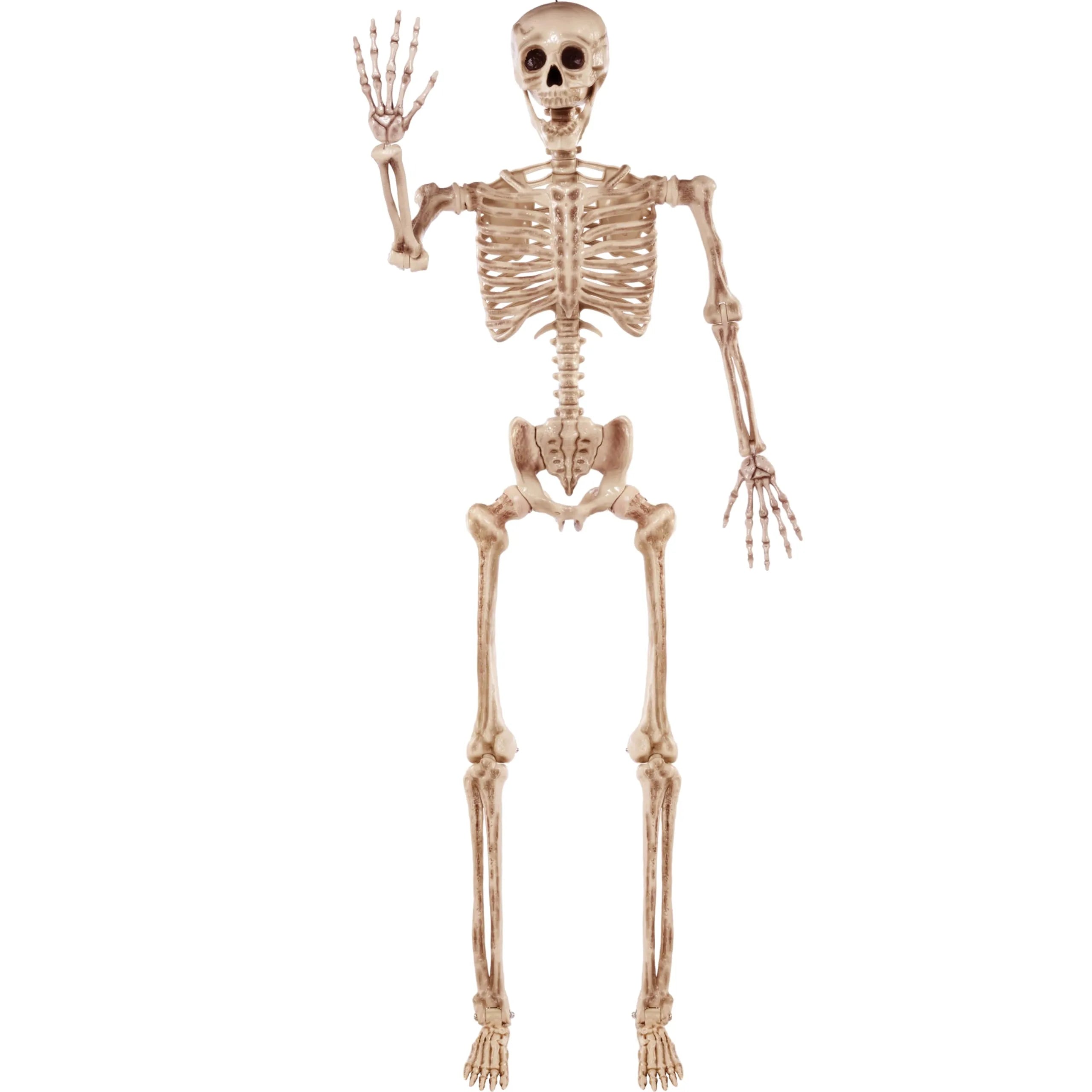 5.6ft Halloween Life Size Skeleton with Movable Joints and Realistic Bones