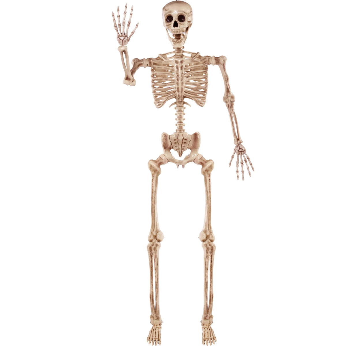 5.6ft Halloween Life Size Skeleton with Movable Joints and Realistic Bones