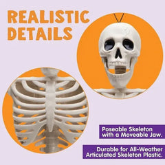 2 PCS 16 Inch Halloween Skeletons with Posable Joints